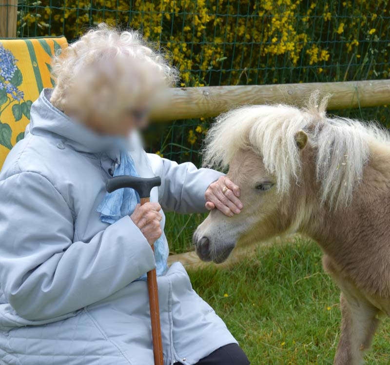 L'animal médiateur apporte du réconfort